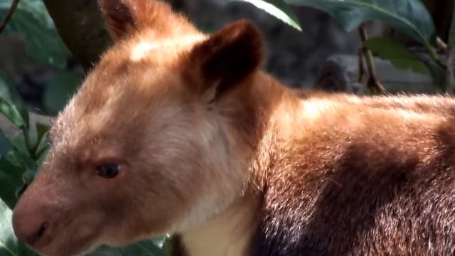 Cute Animal With Tiramisu Pattern. Goodfellow's Tree-kangaroo.ティラミス模様の可愛い動物。セスジキノボリカンガルー。