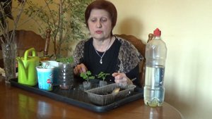 Пеларгония из семян