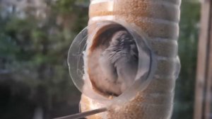 Как спят воробьи