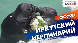 Иркутский нерпинарий. Сюжет Лики Назаровой. Телешко Иркутск
