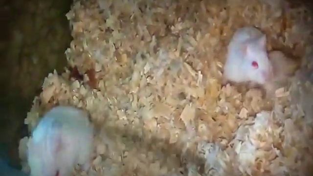 Суслик VS Хомяк. смотреть онлайн