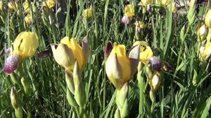 ОБЫЧНЫЙ ДЕНЬ ДАЧНИКА