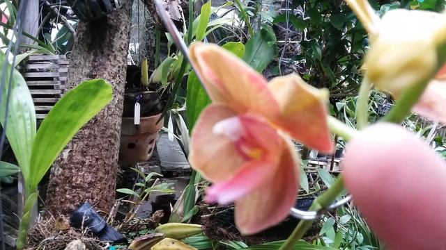 Being secured from Crown Rot & Spiking ! Crown Rot on my Phalaenopsis Hybrid NOID смотреть онлайн