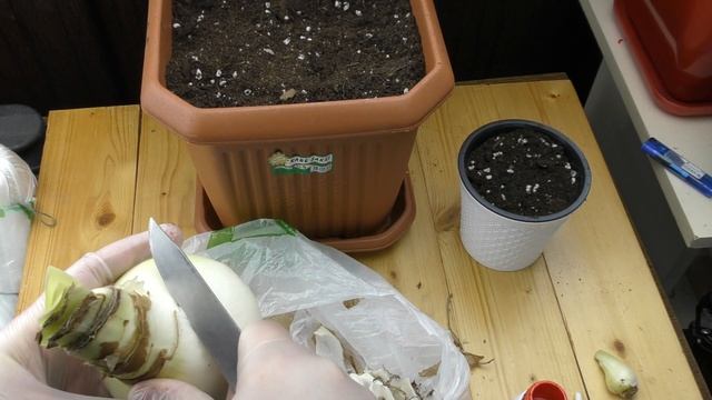 Посадка магазинных луковиц - красный гиппеаструм смотреть онлайн