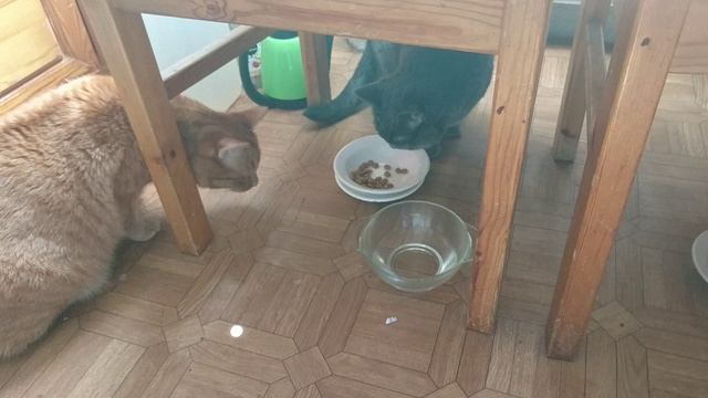 Толстый Рыжий Кот Феликс внаглую объедает голубую британскую кошку Бусю.