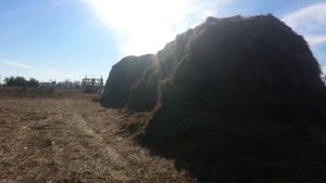 Два года назад едем за сеном. МТЗ-80 тащит две Арбы и ПТС-4 на погрузку.