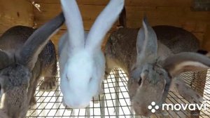 Обзор хозяйства. Кролики породы Белые Великаны и Фландер. Покажу крольчат разных возрастов и их вес
