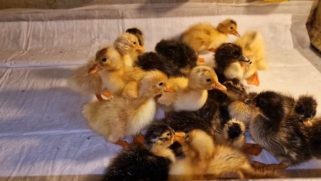 вывод утят! почему такие утята? смотреть онлайн