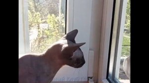 Как избавится от Голубей / How to get rid of Pigeons?