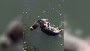 В реке Сочи стали чаще замечать семейство выдр