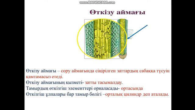 Тамыр аймақтары, Мыңжасарова Г.