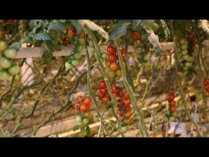 Агро Тайм  (Тепличный комплекс Родина) Марина Бестаева