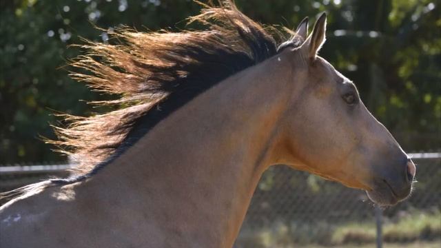 Nikon D5200 Kit смотреть онлайн