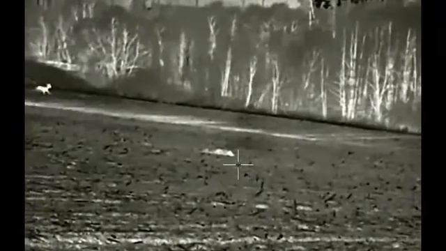 Termovize InfiRay Geni GL35R - fox hunting смотреть онлайн