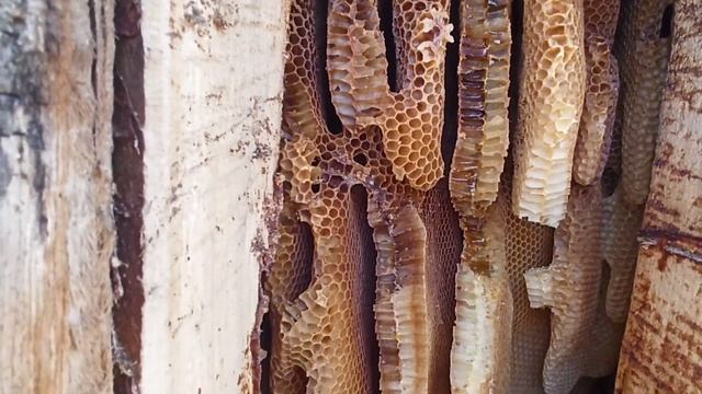 ПЧЕЛЫ СЛЕТЕЛИ с колоды, эксперимент по естественному выживанию пчел в природе закончился смотреть онлайн