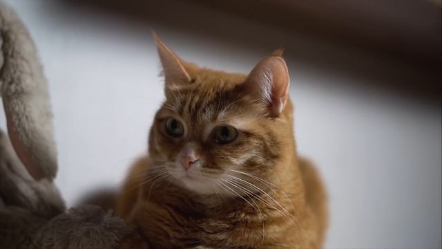 Sony RX0 mark II. Первая в России/clickbate attention/ смотреть онлайн