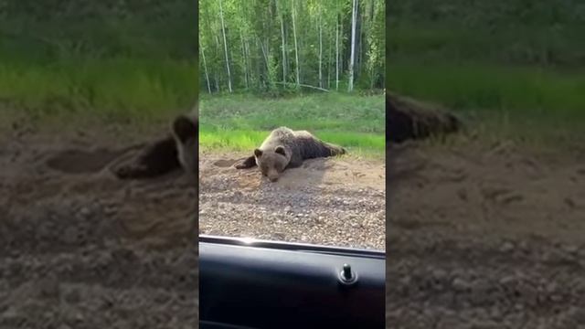 Медведь На Улице Фото