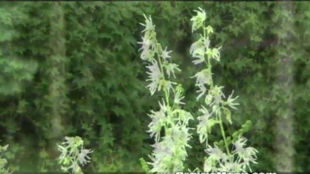 Wild Cucumber (Echinocystis Lobata)