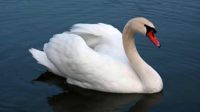 Что означает СЕРДЦЕ