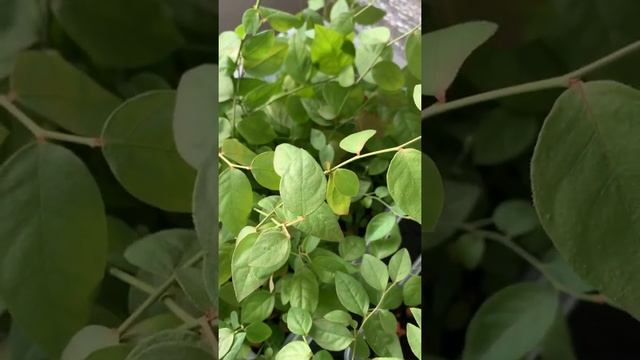 Голубика патриот, Денисблю, Ханначойс смотреть онлайн