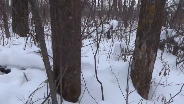 Лиса в капкане на куницу. смотреть онлайн