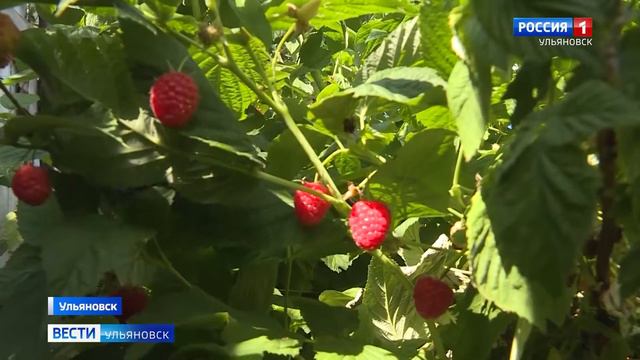 Возрождают СНТ «Медик» смотреть онлайн