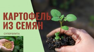 Выращивание картофеля из семян. Картофель из рассады.