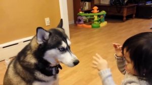 ТОП 5 лучшие видео Собаки играют с малышами.