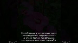 Гибискус древовидный садовый: уход и выращивание