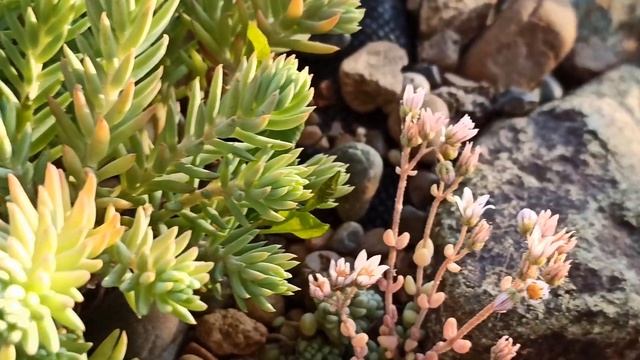 Цветение опунции и седумов на клумбе в Нижегородской области смотреть онлайн