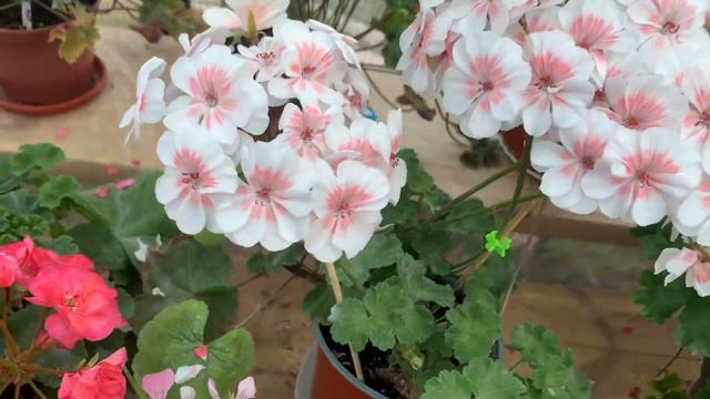 ГІГАНСКІ шапки, ідеальної краси Зонартик смотреть онлайн