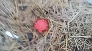 Как формировать молодой куст винограда.