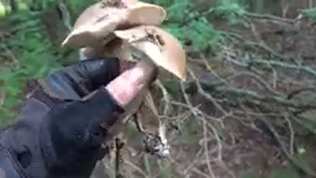 За грибами в августе. Много грибов. Подберезовики, подосиновики, маслята и другие. смотреть онлайн