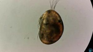 Рачок из отряда Podocopida (класс Ostracoda)