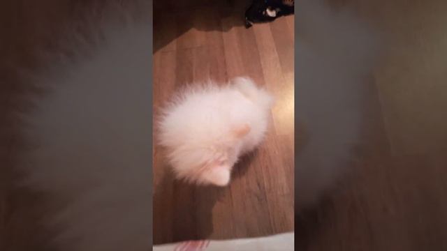 Большой переезд и домашние животные 4 кошки и собака