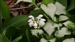БЕЛЫЙ ЦВЕТНИК (КЛУМБА) из МНОГОЛЕТНИКОВ. ЛУЧШИЕ РАСТЕНИЯ для БЕЛЫХ ЦВЕТНИКОВ.