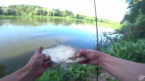 ПОДЛЕЩИК НА ДОНКУ р.Дон август 2023. Первый раз на этом месте