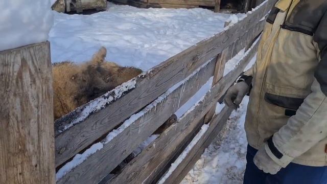 мангалица. рождение телёнка по имени персик смотреть онлайн