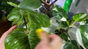 Мои филодендроны☘️полировка листьев👌