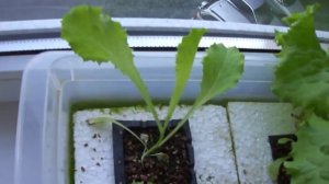 The simplest hydroponics. Простейшая гидропоника.