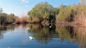 ЧТО ТВОРИЛОСЬ НОЧЬЮ В ЭТИХ ЯМАХ! Бутылки ходят ходуном!Ночная рыбалка на сома!ПРОВЕРКА ЗА ПРОВЕРКОЙ!