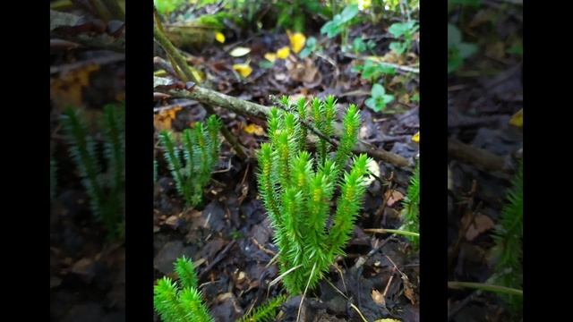 Инна Судакова - зазвездилась | Сплетница смотреть онлайн