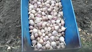 Посадка чеснока мотоблоком.04.10.20г.