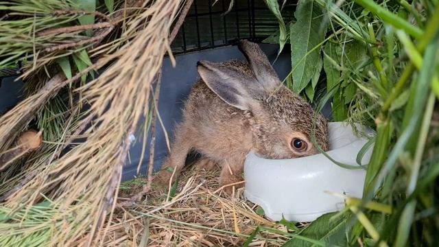 Этот заяц всегда следит за вами. Русачонок Подозревака пьет из миски смотреть онлайн