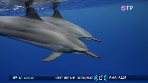 Все о дельфинах