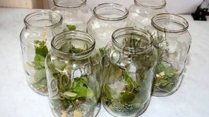 Консервированные переросшие огурцы, рецепт приготовления