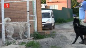 Дрессировка собак, команда рядом, 5 правил использования механики