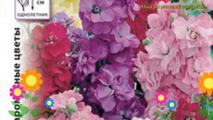 Левкой обыкновенный Интуиция. Краткий обзор, описание характеристик matthiola incana