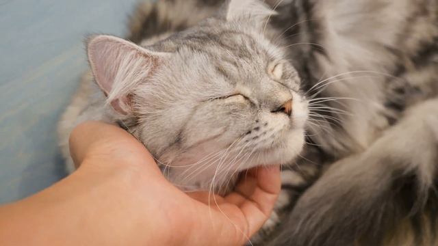 Интересные Факты про Кошек  Что ещё мы не знаем про кошек