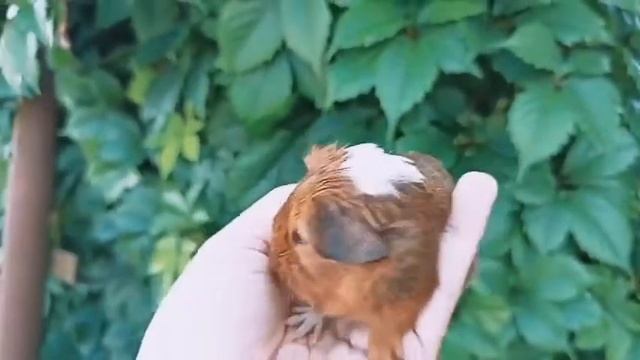 Морская свинка шоколадный агути с белым смотреть онлайн